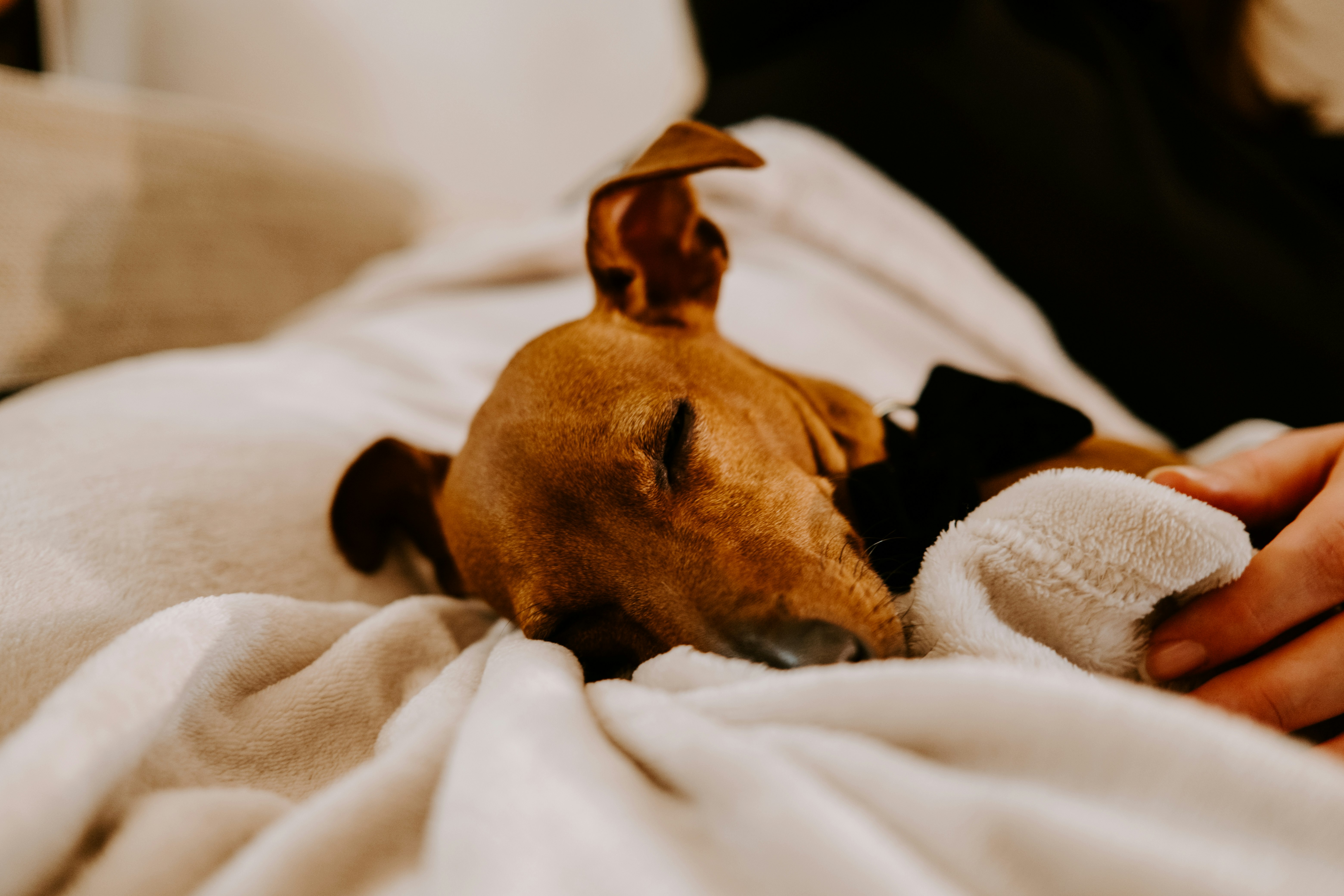 brown short coated dog lying on white textile